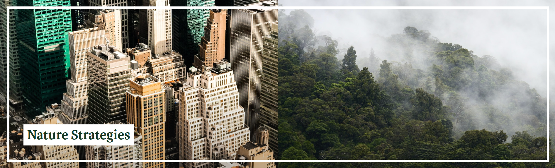 A portmanteau of two images, an aerial view of high-rise urban development and a misty forest