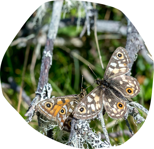 Close up of butterflies on a tree