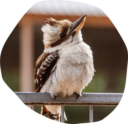 Kookaburra sitting on a fence