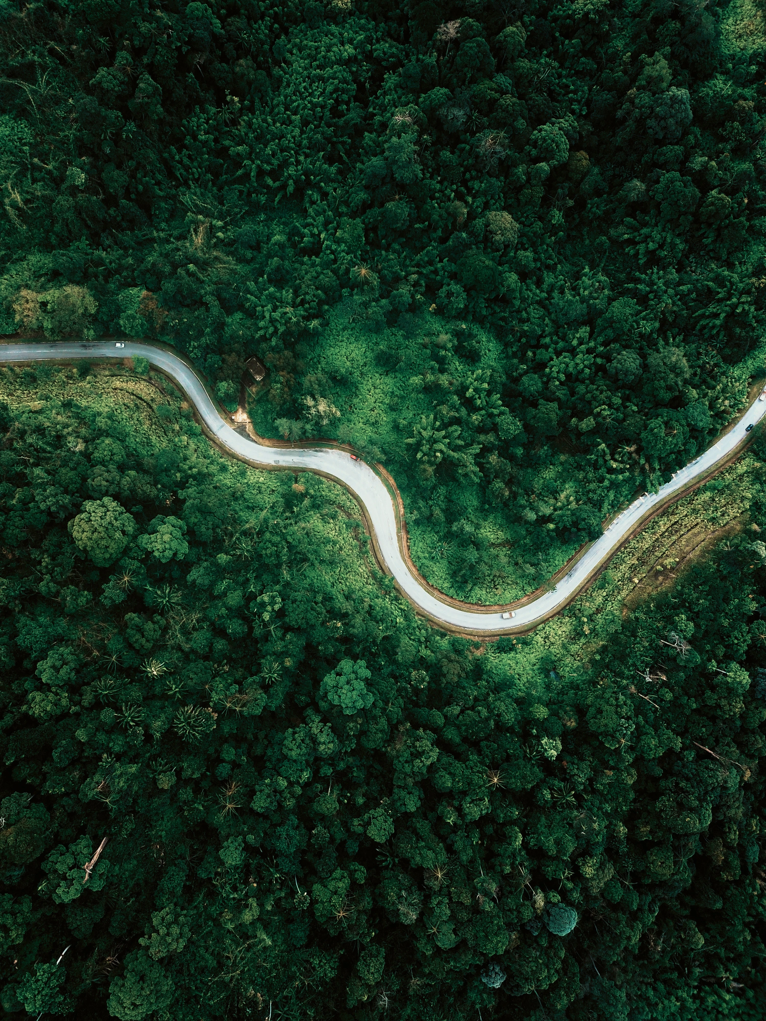 Aerial view of a road winding through a forest