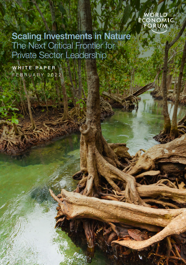 Report cover with title over a mangrove forest