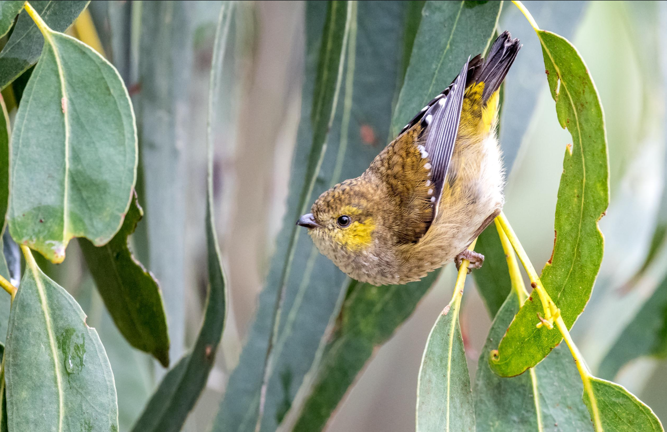A bird