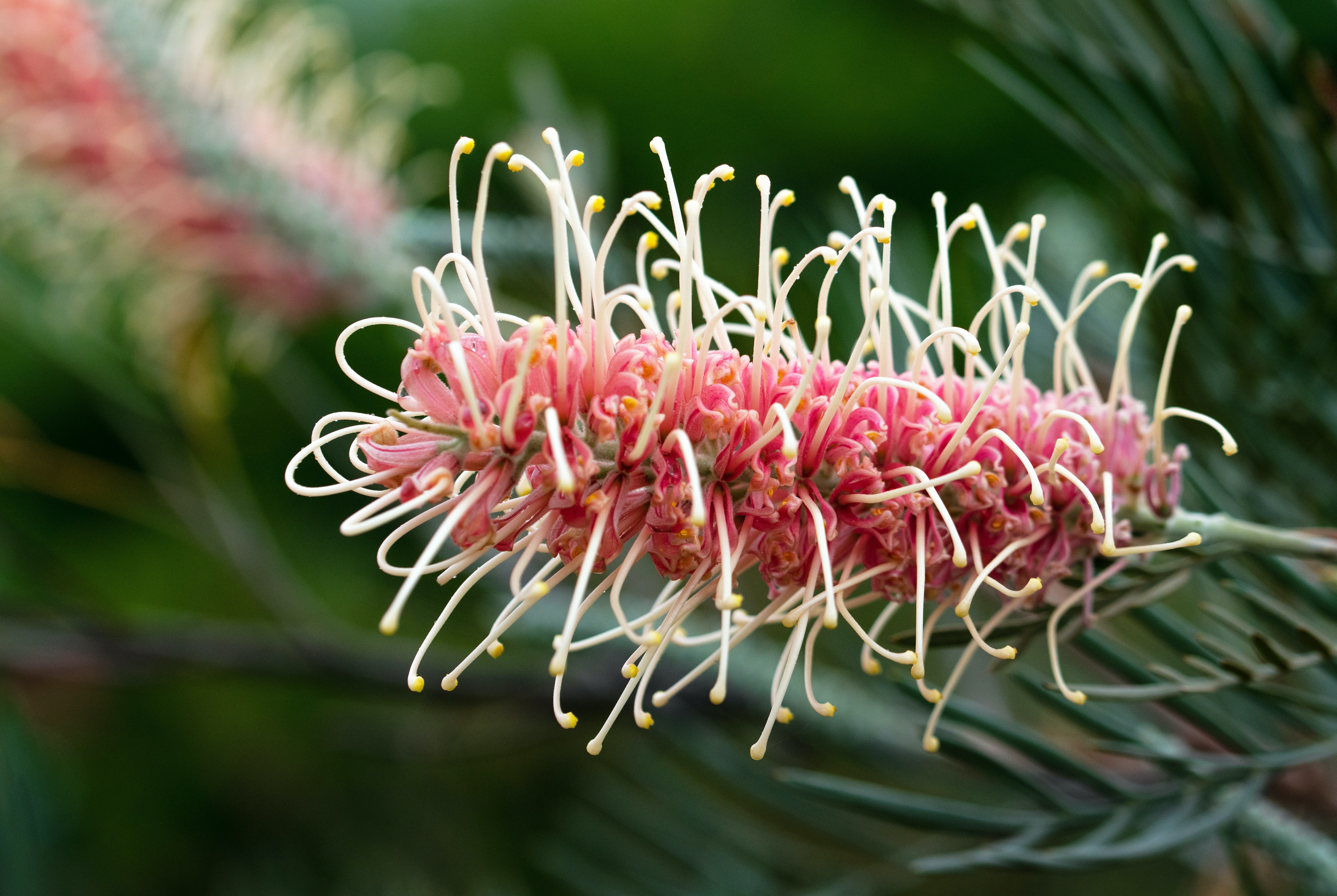 Grevillea flower