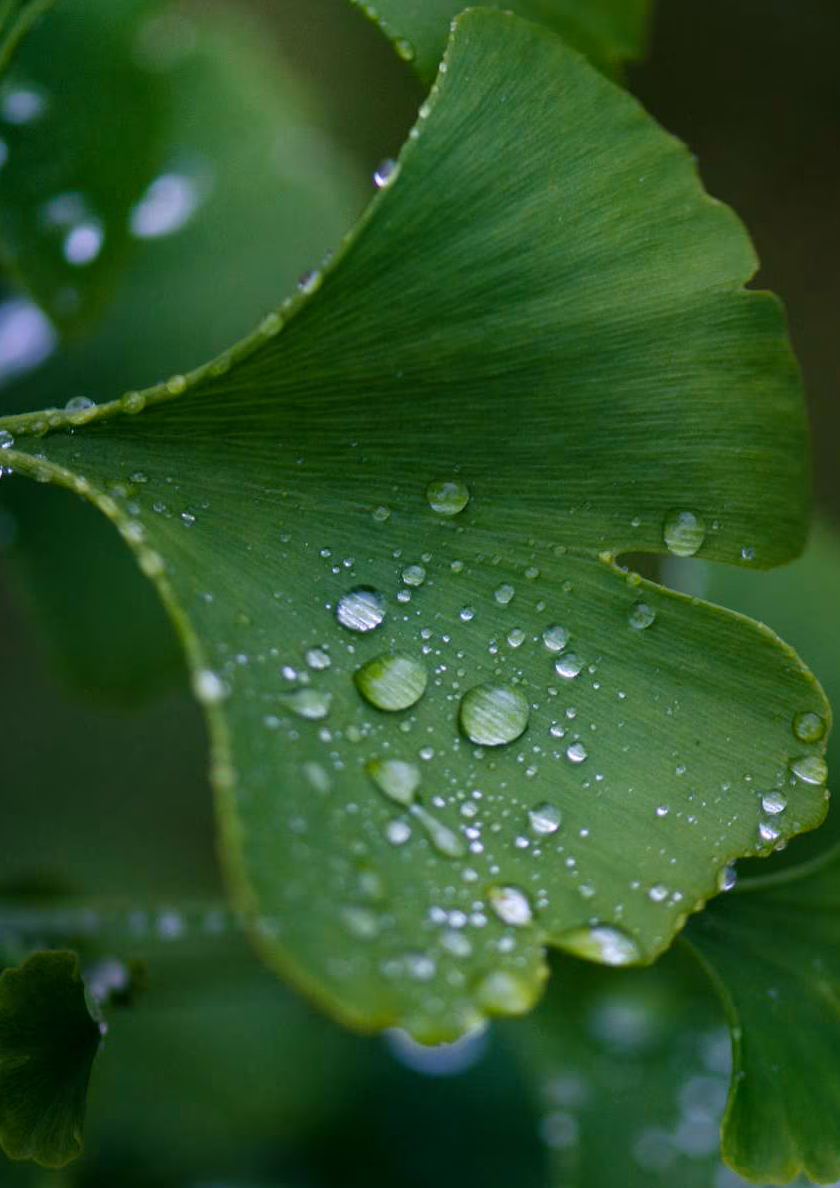 water droplets on a leaf