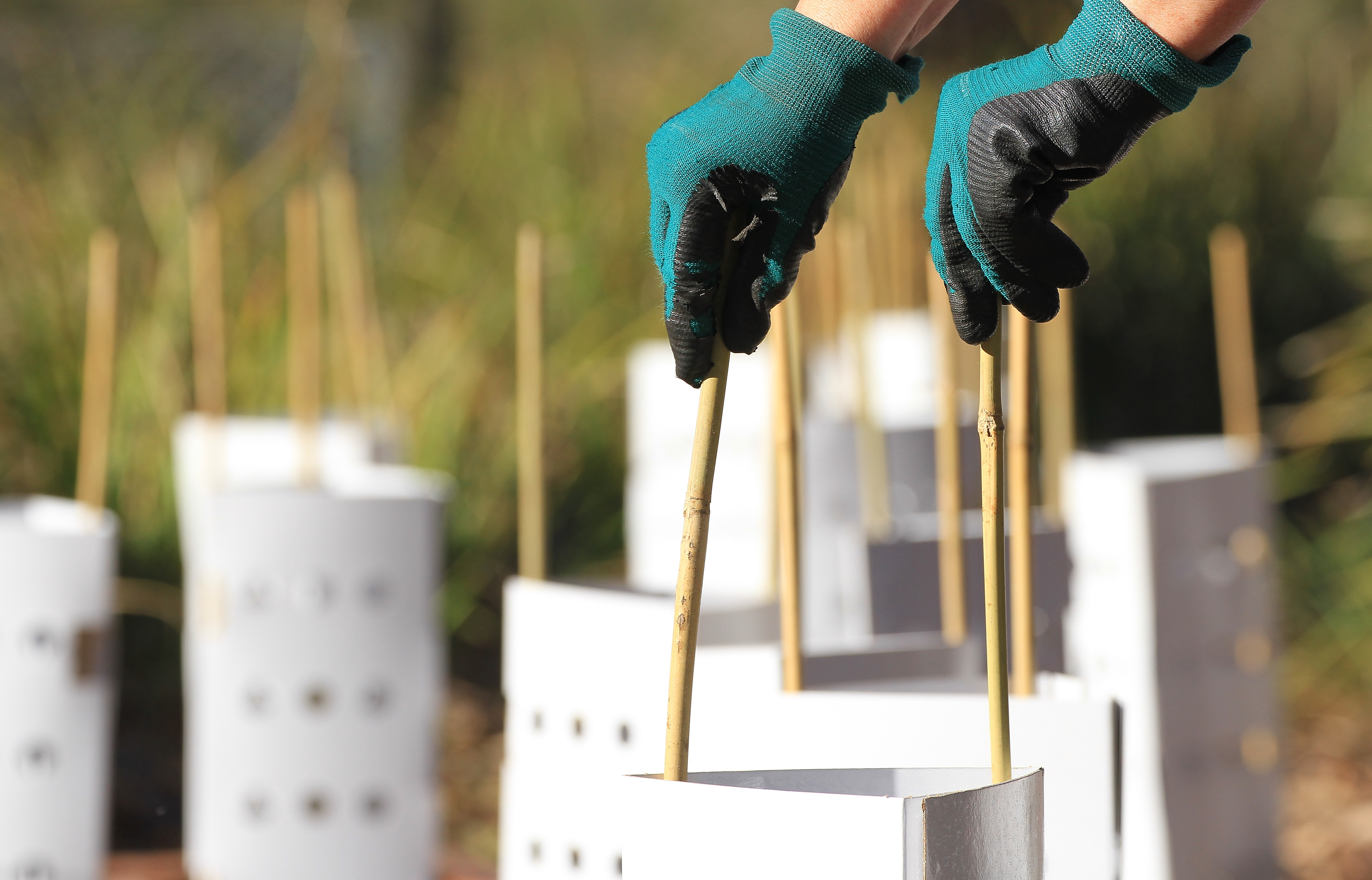 Preparing for Revegetation, Raymond Island, Australia