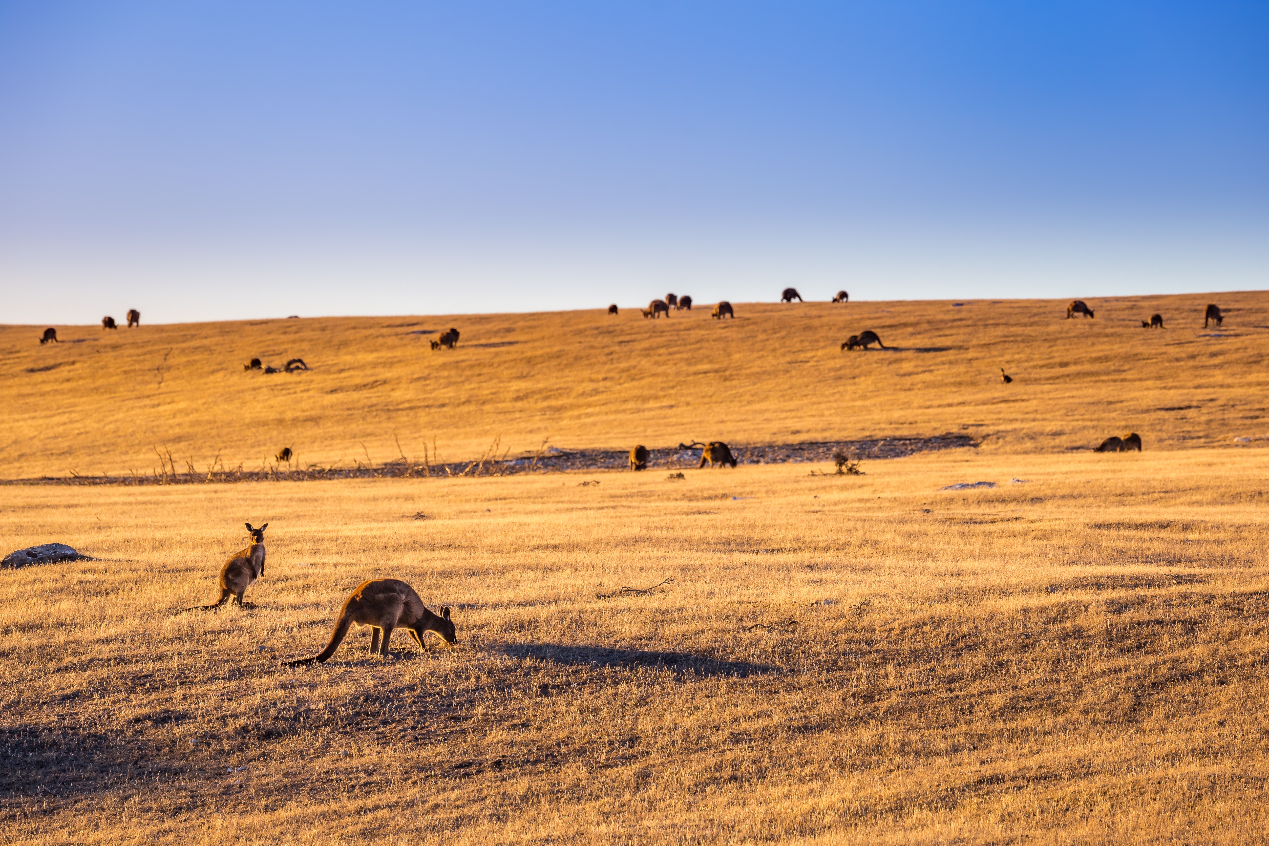 Kangaroos in a field