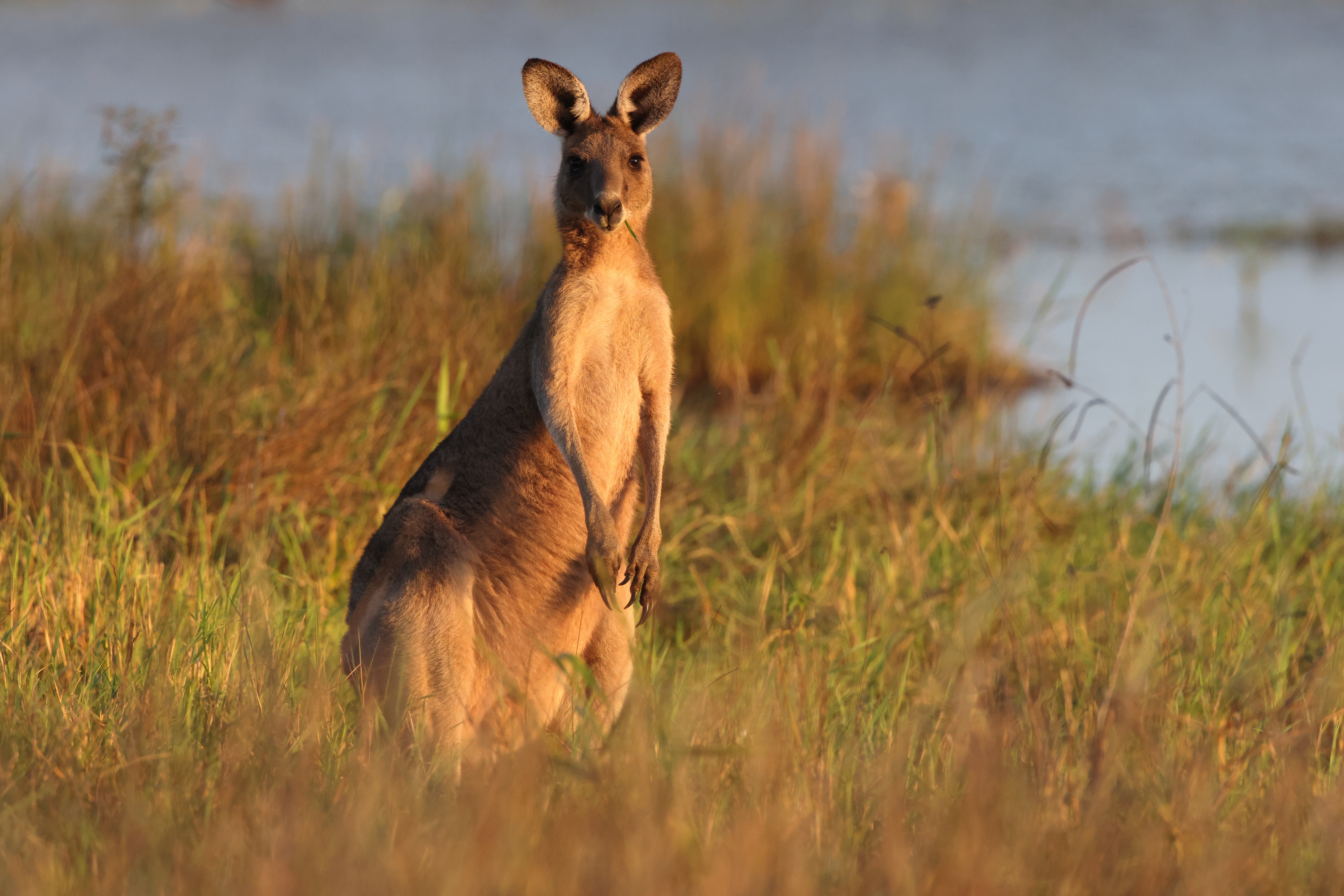 Eastern Grey Kangaroo
