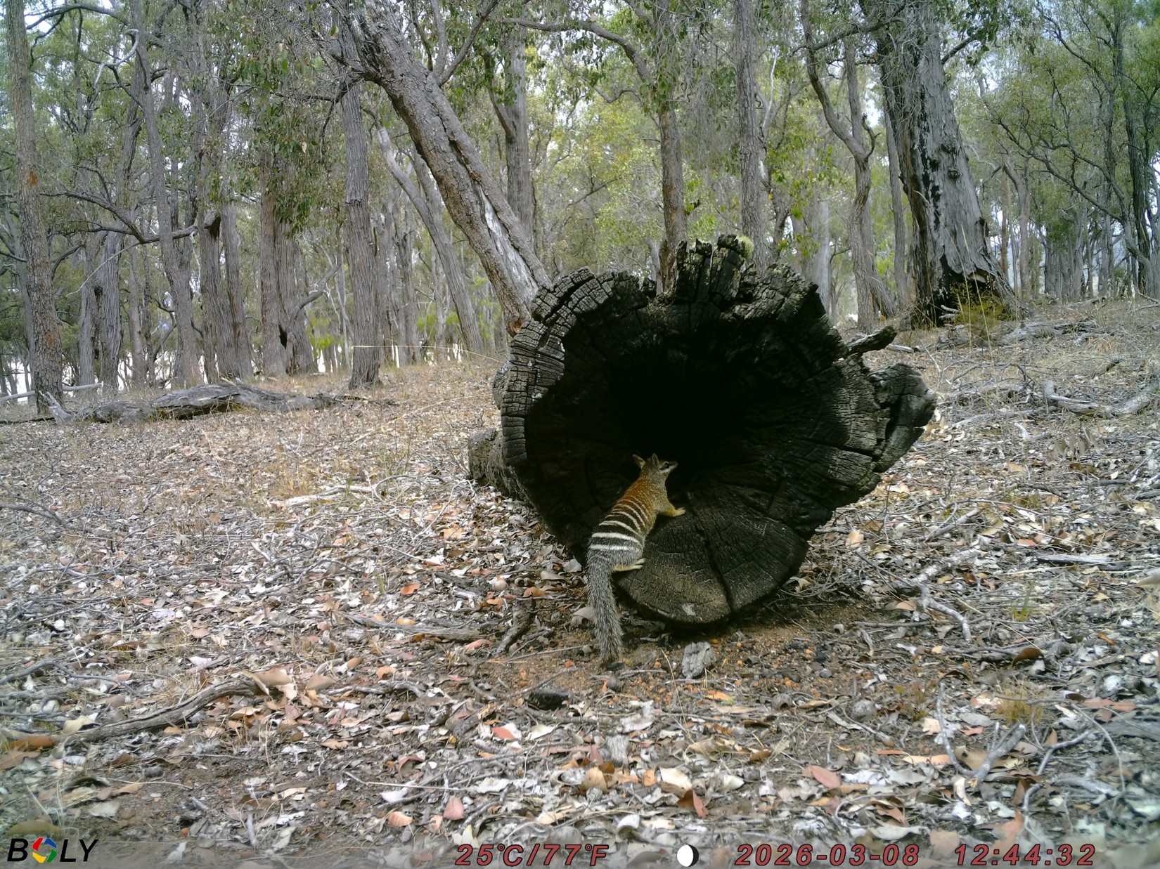New Forests numbat monitoring_photo 