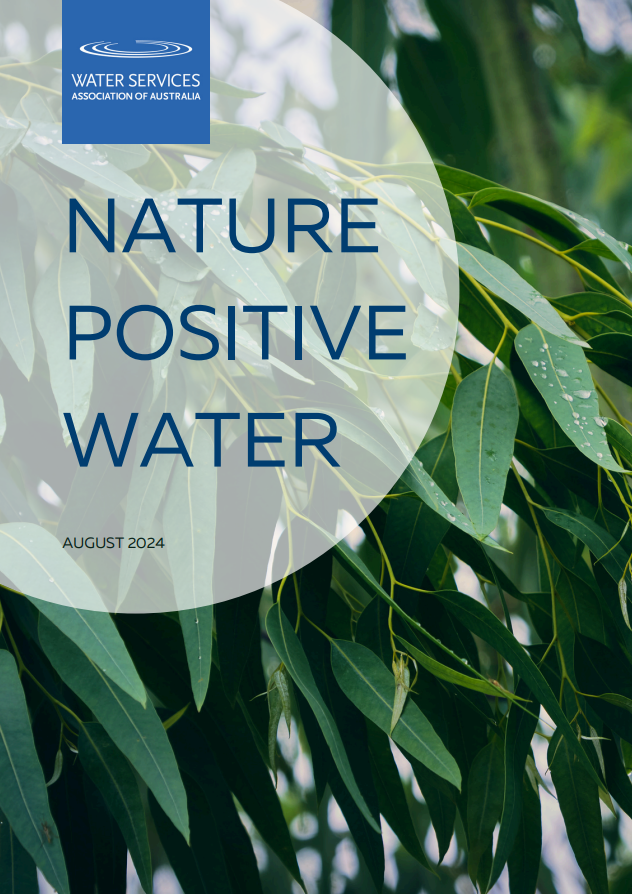 A close-up of eucalyptus leaves with water droplets on them