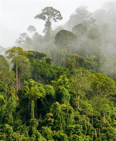 Rainforest slope in mist 
