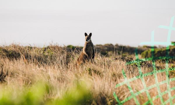 Wallaby in long grass