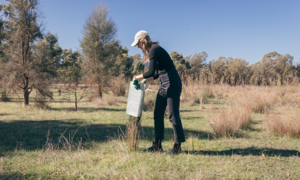 Women with cap removing protective cover off small tree