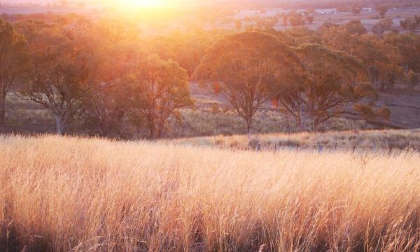 Field of grass in the sunrise