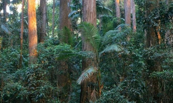 Lush forest close up