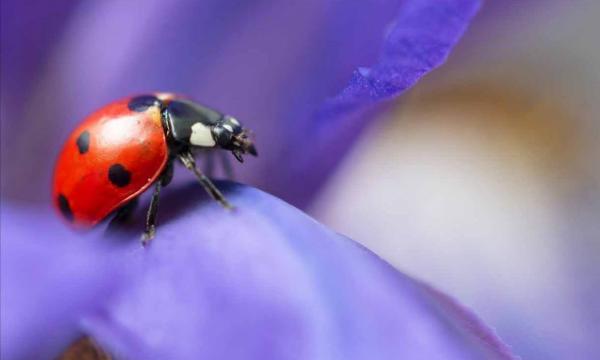 Close up view of a red ladybug on a purple petal.