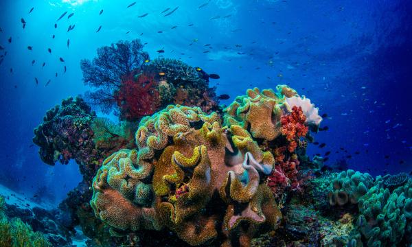 Close up of colour reefs underwater