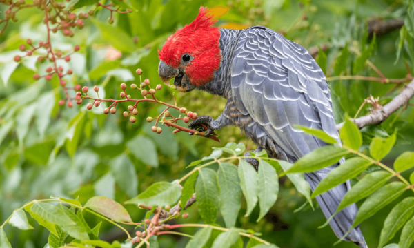 Gang gang bird eating seeds in a tree