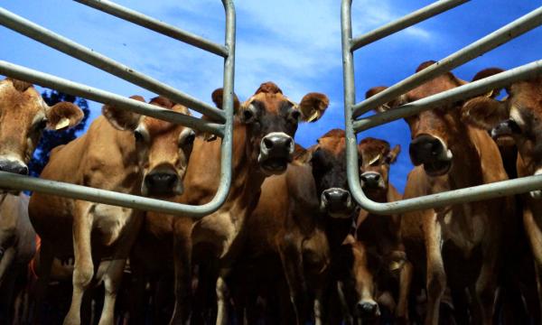 Jersey cows