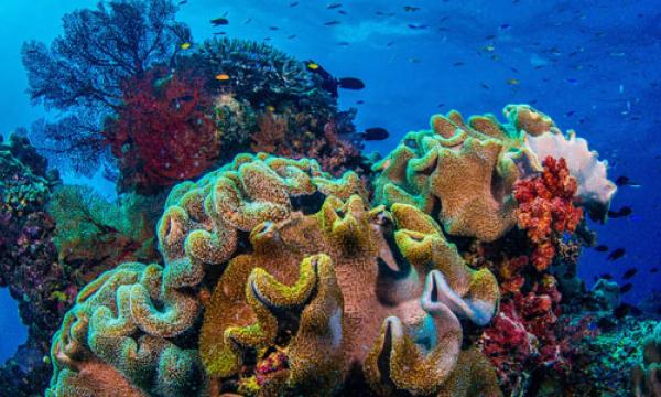 Colorful corals by Gary Cranitch