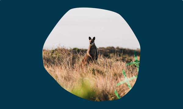 Wallaby in grasslands 