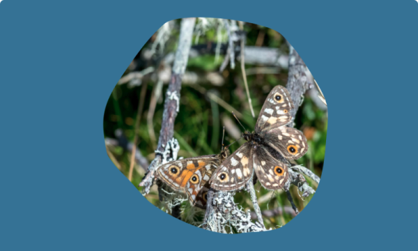Butterflies on a branch