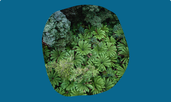 Knowledge Hub - green ferns on blue background