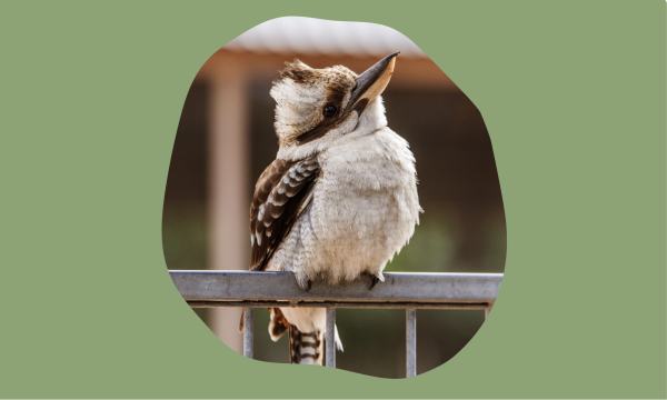 Nature Matters Guide image: Kookaburra on a fence