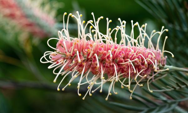 Grevillea flower