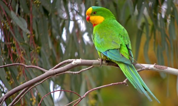 A superb parrot in Australia. perched in subcanopy of the dry woodlands of New South Wales.