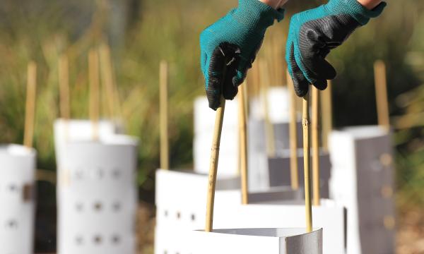 Preparing for Revegetation, Raymond Island, Australia