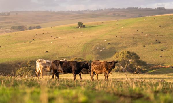Cattle in Australia