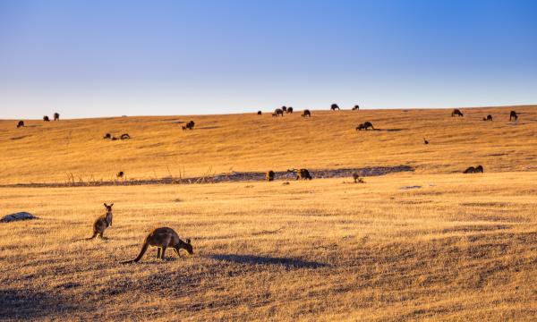 Kangaroos in a field