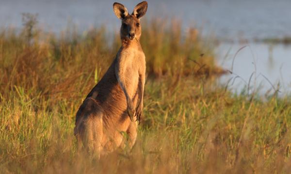 Eastern Grey Kangaroo