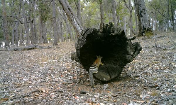 New Forests numbat monitoring_photo 