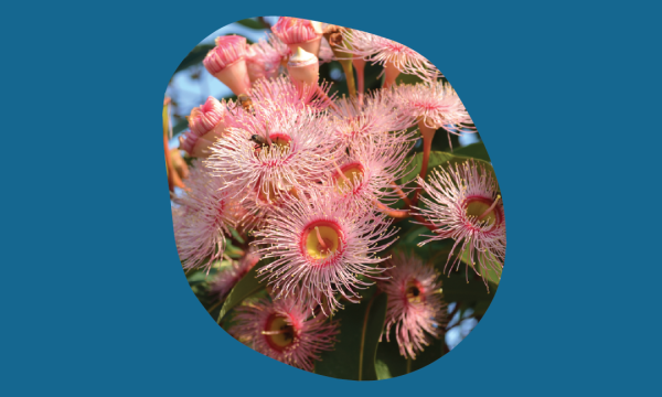 flowering gum