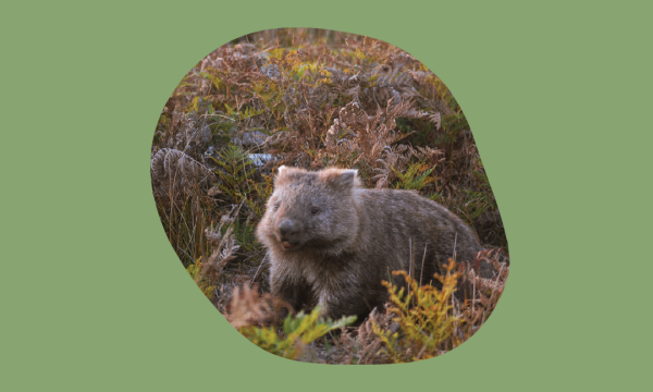 Wombat