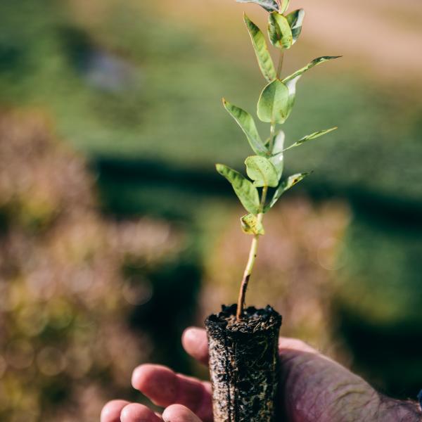 Seedling planting at SFM site