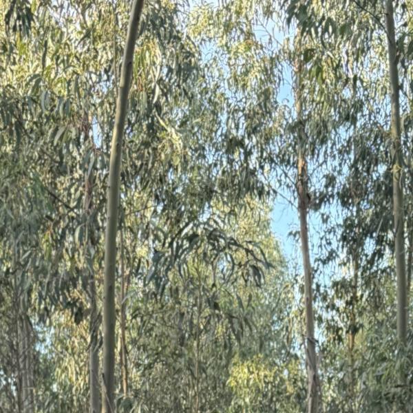 Bluegum plantation in Tasmania