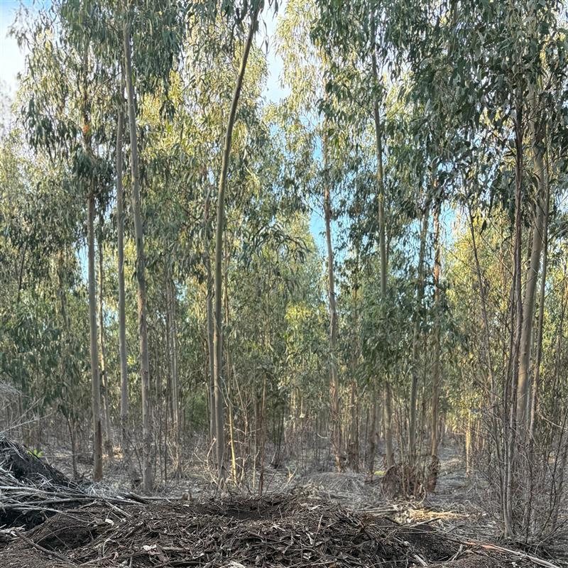 Australian Bush with Native plants