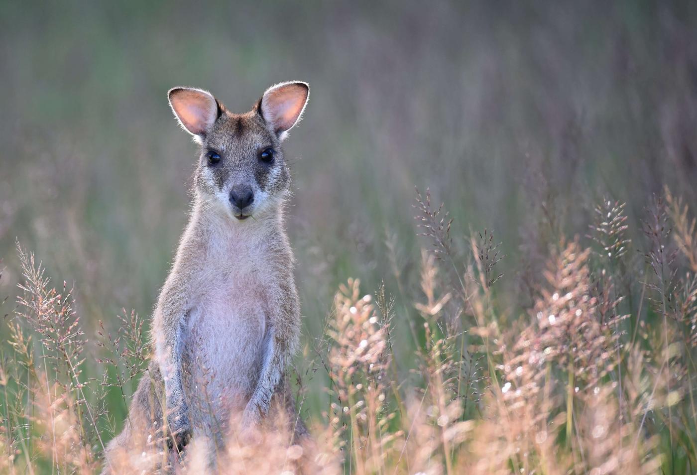 Wallaby in some grass