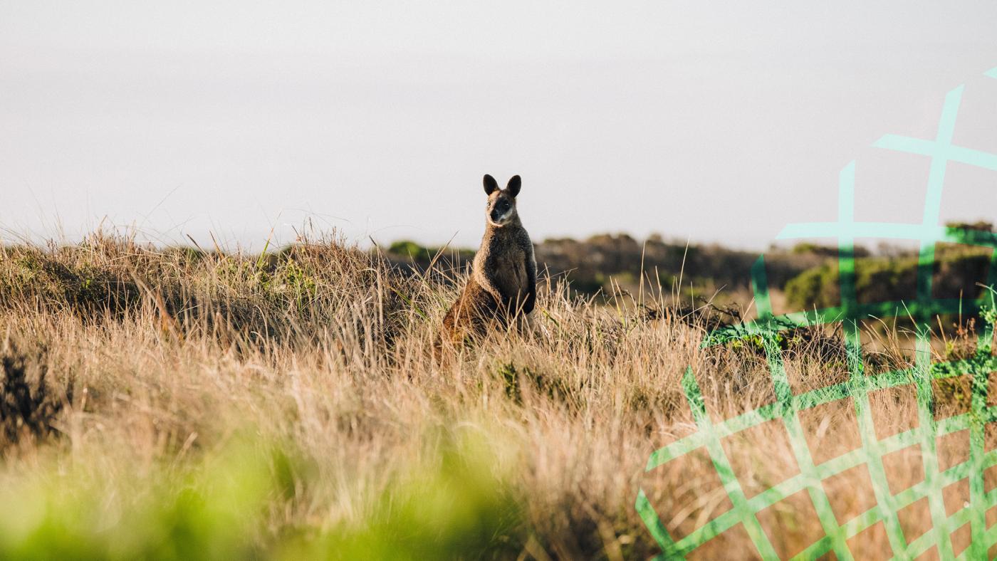 Wallaby in long grass