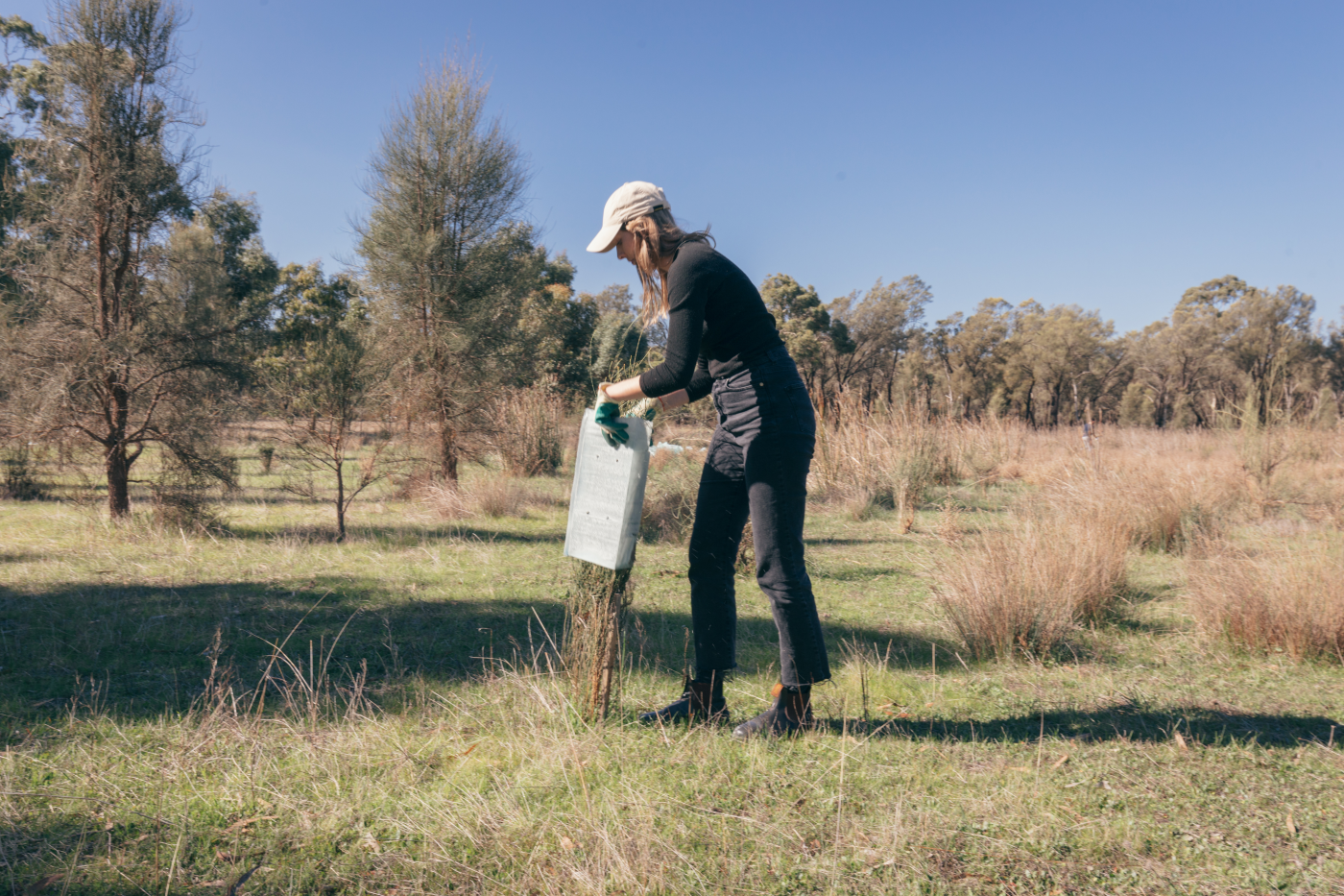Women with cap removing protective cover off small tree