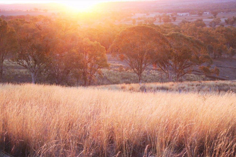 Field of grass in the sunrise