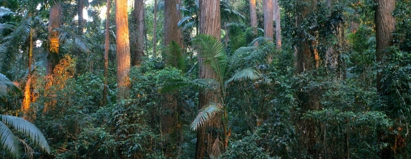 Lush forest close up