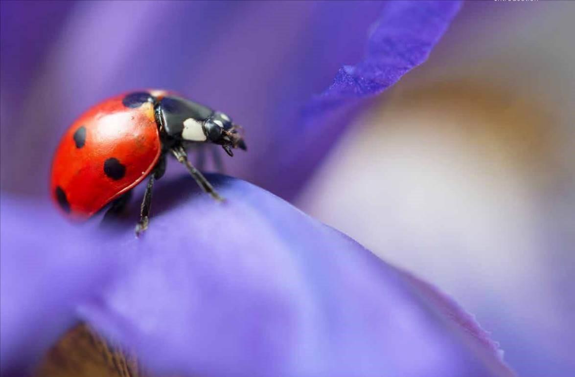 Close up view of a red ladybug on a purple petal.