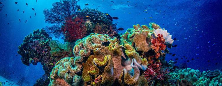 Colorful corals by Gary Cranitch