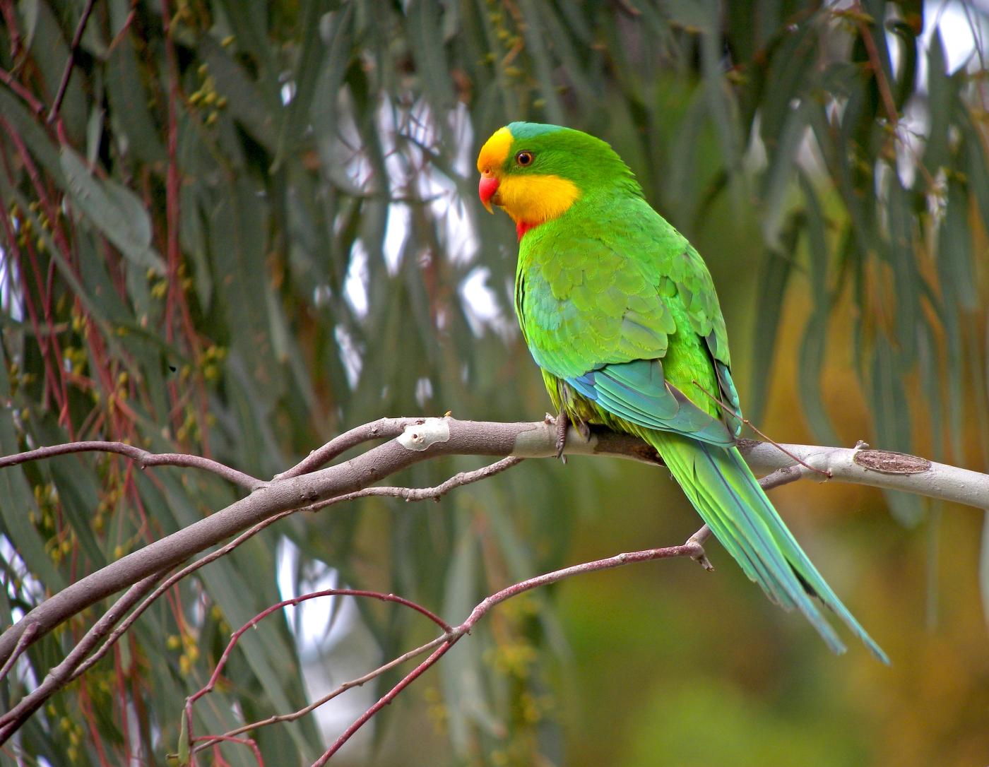 A superb parrot in Australia. perched in subcanopy of the dry woodlands of New South Wales.