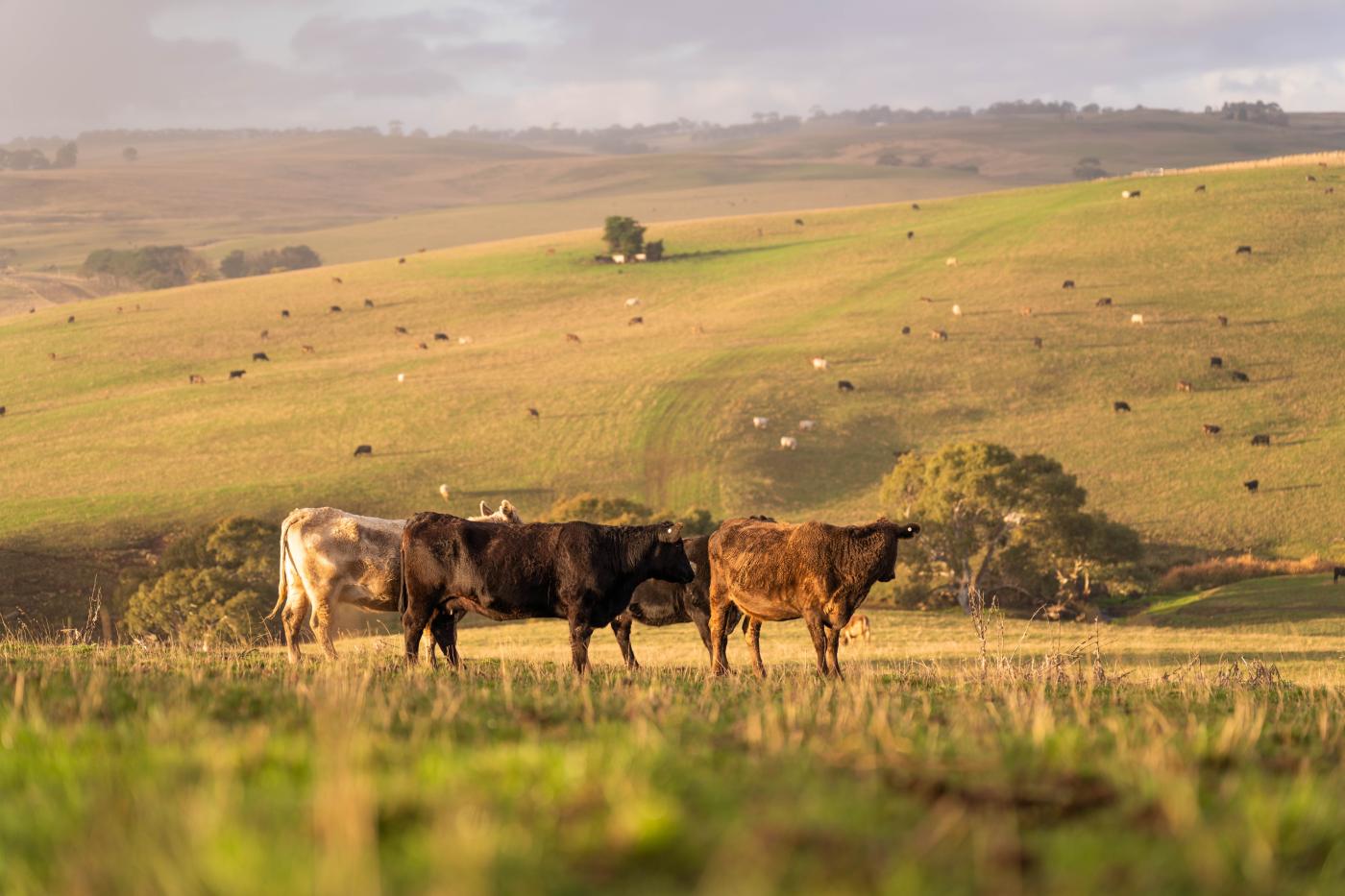 Cattle in Australia