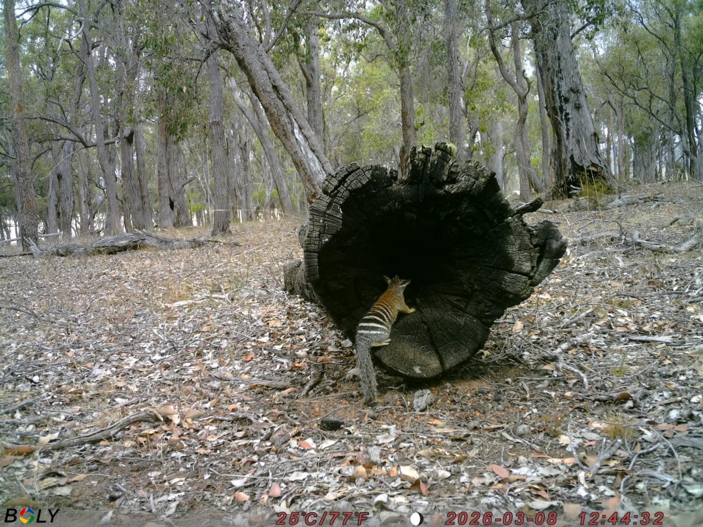 New Forests numbat monitoring_photo 